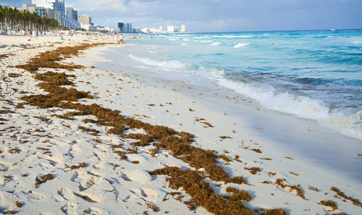 Sargazo acumulado a la orilla de la playa