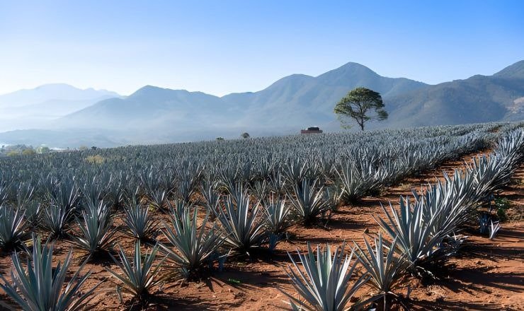 Plantíos de agave azul con un árbol y montañas al fondo